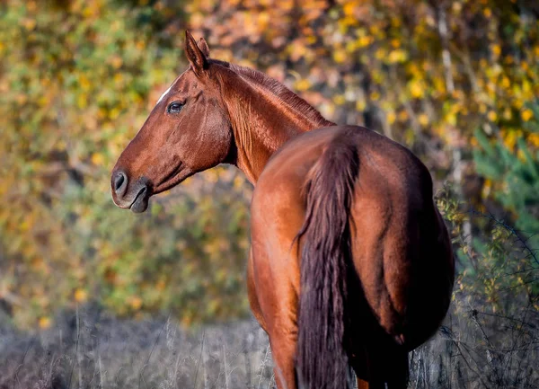 Egy piros ló pózol a portré, a háttérben a őszi lombozat — Stock Fotó