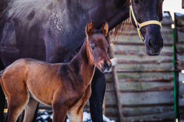 Yeni doğmuş bir colt annesi kalemle içeri girer