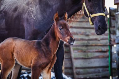 Yeni doğmuş bir colt annesi kalemle içeri girer