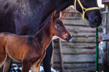 Yeni doğmuş bir colt annesi kalemle içeri girer