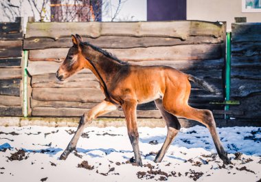 Yeni doğmuş Tay kışın hapiste yürür.