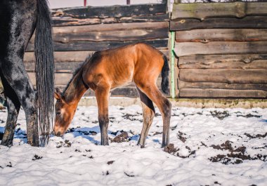 Yeni doğmuş Tay kışın hapiste yürür.