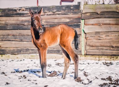 Yeni doğmuş Tay kışın hapiste yürür.