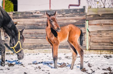Yeni doğmuş Tay kışın hapiste yürür.