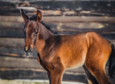 Yeni doğan yavru portre için poz