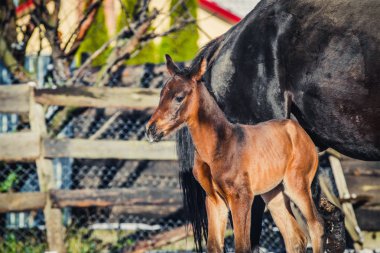 Yeni doğmuş bir colt annesi kalemle içeri girer