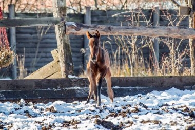 Yeni doğmuş Tay kışın hapiste yürür.