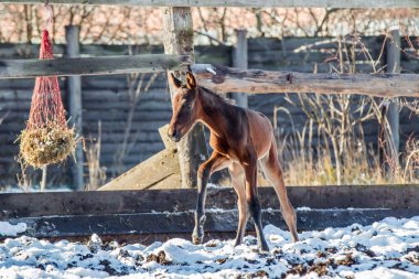 Yeni doğmuş Tay kışın hapiste yürür.