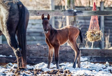 Yeni doğmuş Tay kışın hapiste yürür.