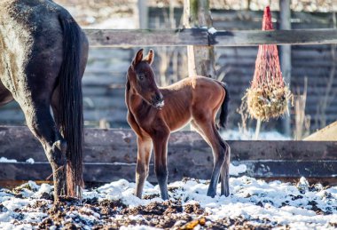 Yeni doğmuş Tay kışın hapiste yürür.
