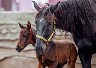Yeni doğmuş bir colt annesi kalemle içeri girer