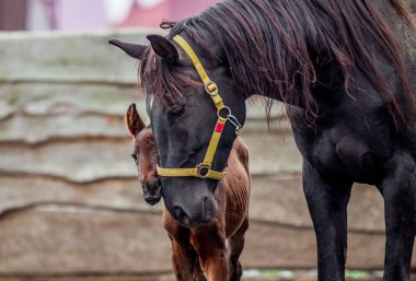 Yeni doğmuş bir colt annesi kalemle içeri girer