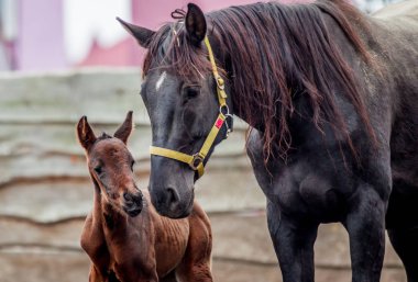 Yeni doğmuş bir colt annesi kalemle içeri girer