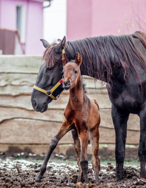 Yeni doğmuş bir colt annesi kalemle içeri girer