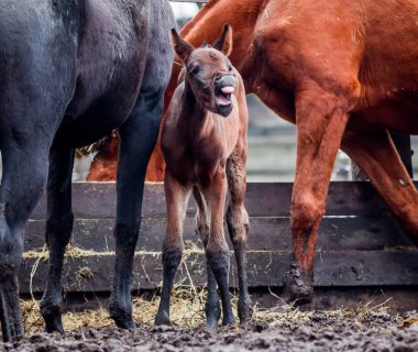 Yeni doğmuş Tay yawns, kesme diş gösteren