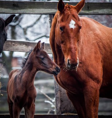 Yeni doğan yavru yetişkin bir atı ile iletişim kurar.