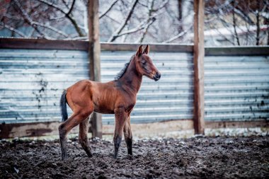 Yeni doğmuş Tay kışın hapiste yürür.