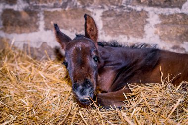 Yeni doğmuş bir colt bir saman uyuyor