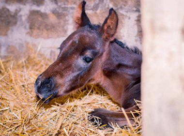 Yeni doğmuş bir colt bir saman uyuyor