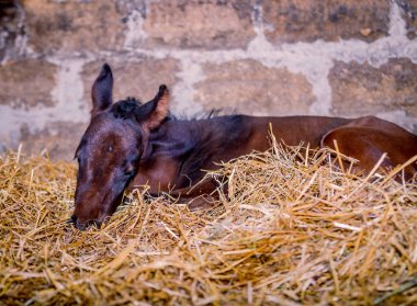 Yeni doğmuş bir colt bir saman uyuyor