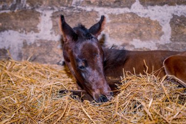 Yeni doğmuş bir colt bir saman uyuyor