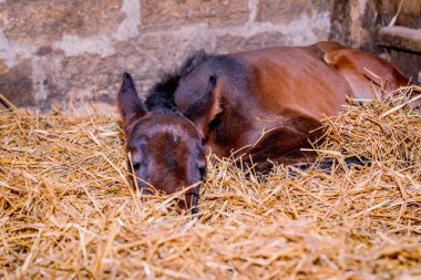 Yeni doğmuş bir colt bir saman uyuyor