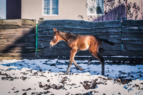 Newborn Colt Walks Winter Pen — Stock Photo, Image