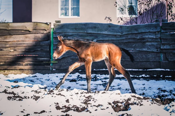Yeni doğmuş Tay kışın hapiste yürür.