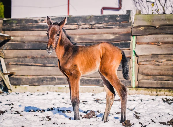 Yeni doğmuş Tay kışın hapiste yürür.