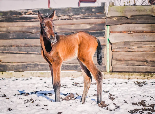 Yeni doğmuş Tay kışın hapiste yürür.