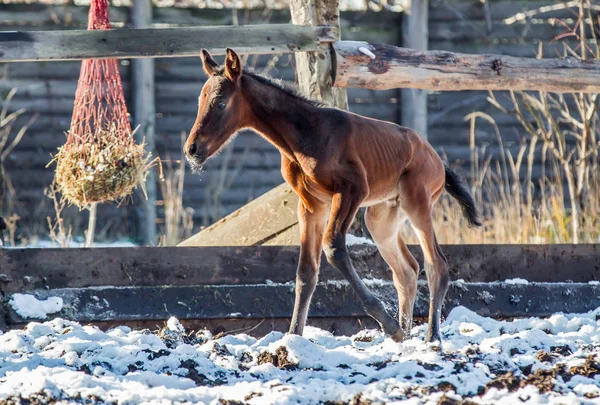 Yeni doğmuş Tay kışın hapiste yürür.