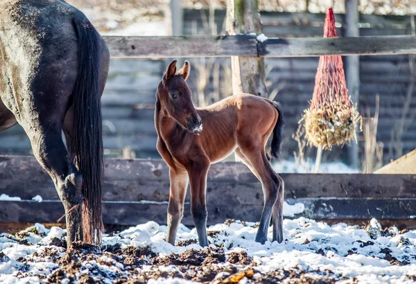 Yeni doğmuş Tay kışın hapiste yürür.