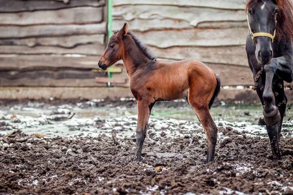 Yeni doğmuş Tay kışın hapiste yürür.