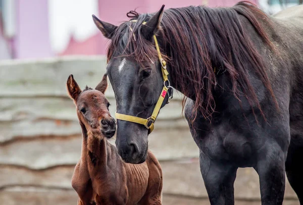 Yeni doğmuş bir colt annesi kalemle içeri girer