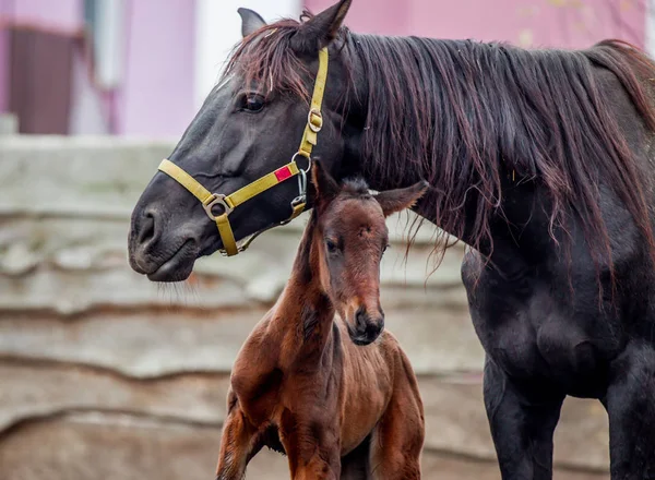 Yeni doğmuş bir colt annesi kalemle içeri girer