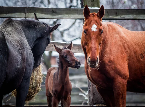 Yeni doğan yavru yetişkin bir atı ile iletişim kurar.