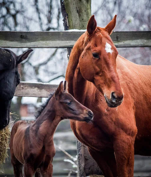 Yeni doğan yavru yetişkin bir atı ile iletişim kurar.