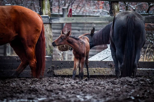 Nyfödda Föl Kommunicerar Med Vuxen Häst — Stockfoto