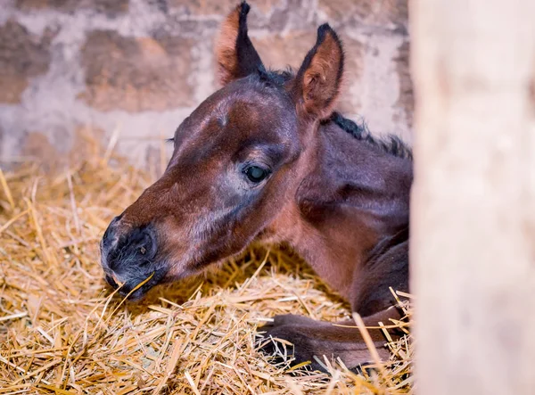 Yeni doğmuş bir colt bir saman uyuyor