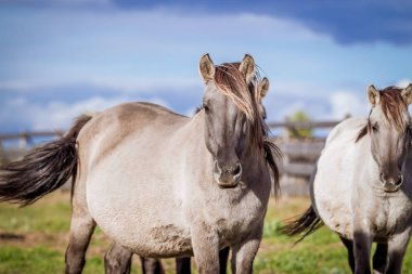 Aygır, portre için poz Lehçe rota çizin