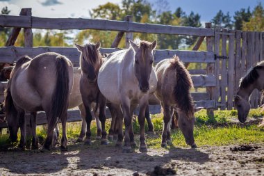 Atlar Polonyalı conies sürünün serbestçe dolaşıyorlar