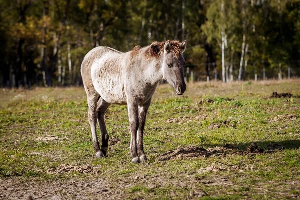 秋の自由ポーランドの円錐散歩の子馬 — ストック写真