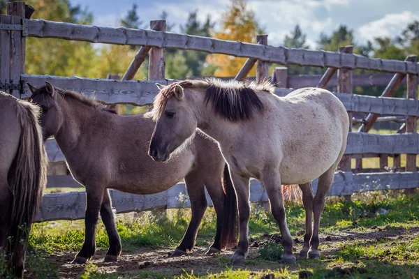 Cavalos Manada Cônias Polonesas Estão Andando Livremente — Fotografia de Stock