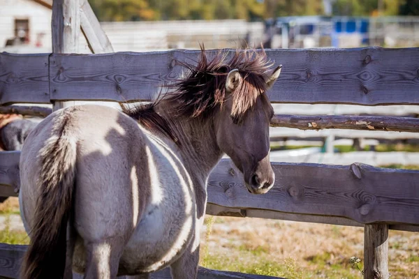 Foal Una Cónica Polaca Posando Para Retrato —  Fotos de Stock