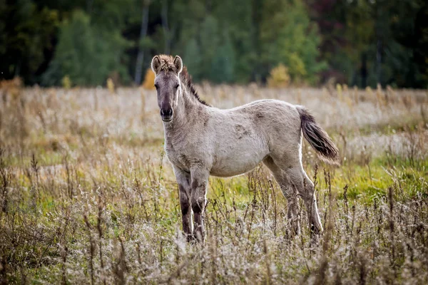 波兰的马驹在秋天自由的圆锥形行走 — 图库照片