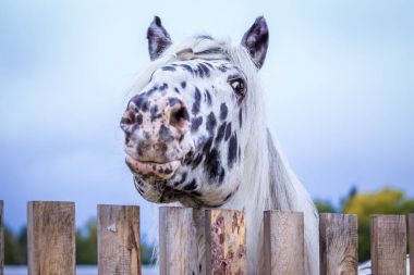 Aygır Norician ırk büyük spor