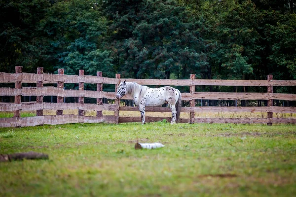 Garanhão Raça Norician Está Ostentando Geral — Fotografia de Stock