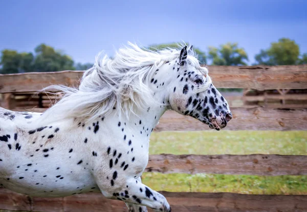 Étalon Race Noricienne Est Sportif Général — Photo