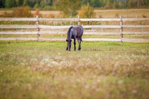 Caballo Raza Noruega Camina Campo —  Fotos de Stock