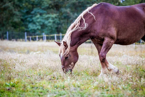 Caballo Raza Noruega Camina Campo —  Fotos de Stock